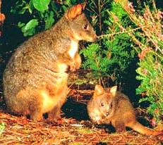 Red Bellied Pademelon