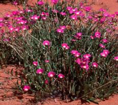 A few drops of water will bring this glorious display in the desert.