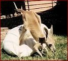 Archie, our hand-raised Kangaroo joey