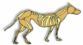 Dog Skeleton